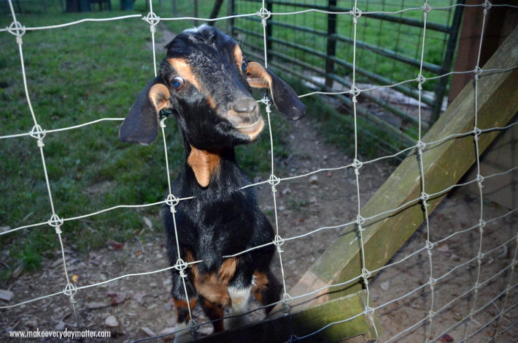 Goat Enota 1 watermark