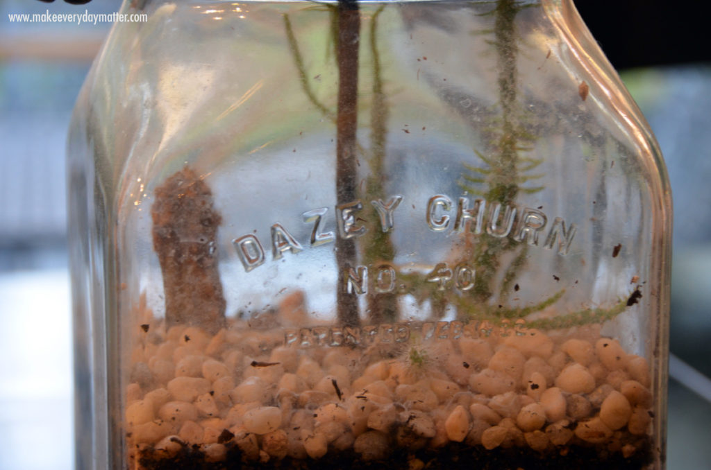 cactus dead 6 blog watermark