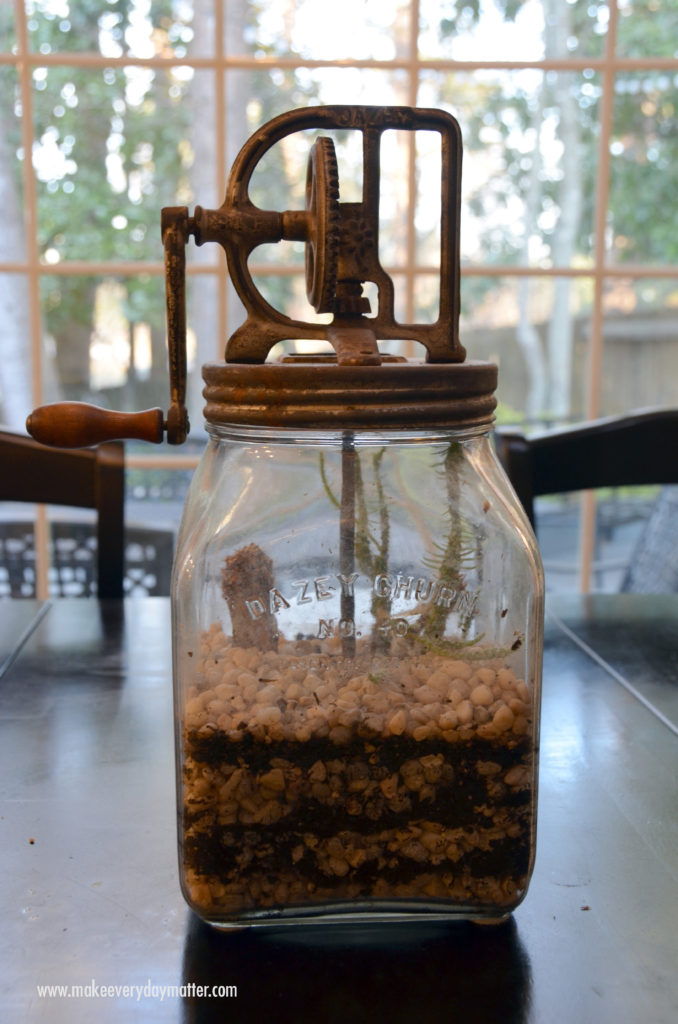 cactus dead blog watermark