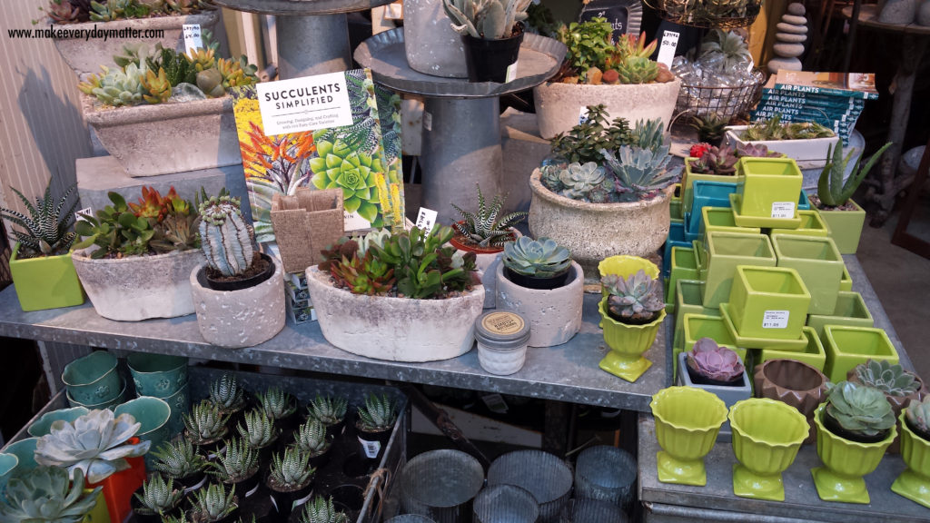 cactus store 1 watermark