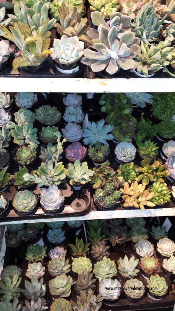 cactus store 2 watermark