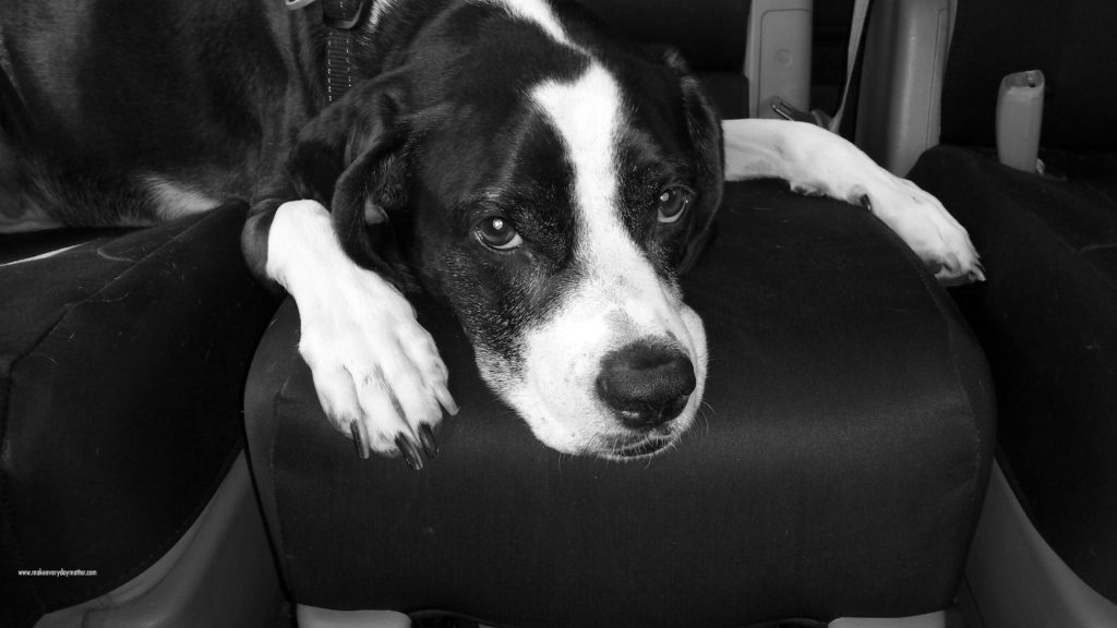 skipper 6bw watermark